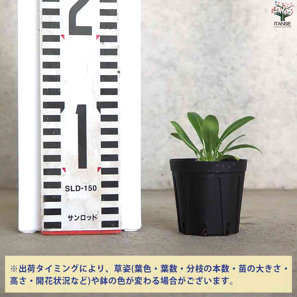 パキポディウム エニグマチカム 【多肉植物 2号鉢】｜ 【植物の