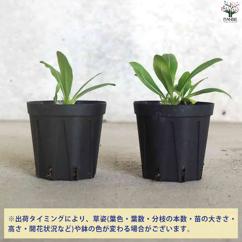 パキポディウム エニグマチカム 【多肉植物 2号鉢】｜ 【植物の