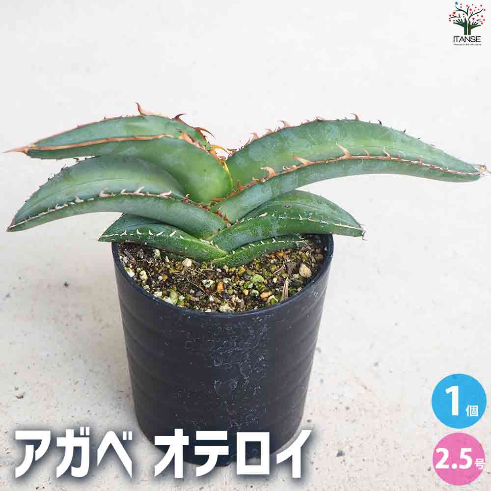 アガベ オテロイ 【多肉植物 2.5号鉢／1個売り】