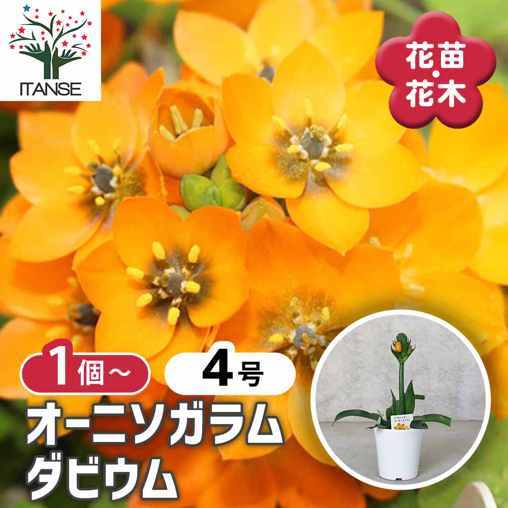 オーニソガラム・ダビウム 黄系【花苗 4号鉢 球根芽出し苗】｜ 【植物
