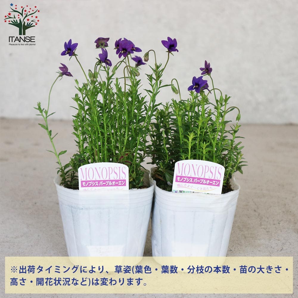 モノプシス パープルオーエン【花苗 9cmポット】｜ 【植物の