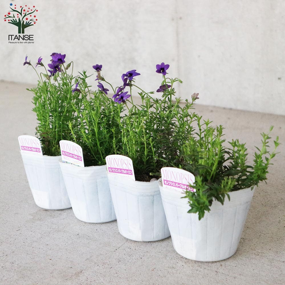 モノプシス パープルオーエン【花苗 9cmポット】｜ 【植物の