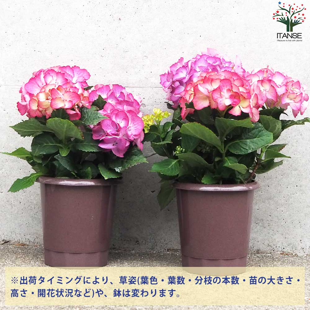 アジサイ アンティークジュエル 色ミックス見計らい【花苗 4号鉢