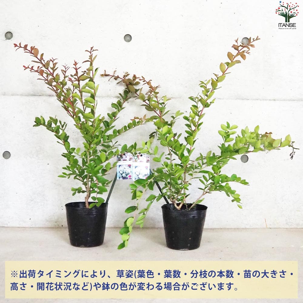 矮性サルスベリの苗木 品種：With Love・ヴァージン【花苗 5号ポット