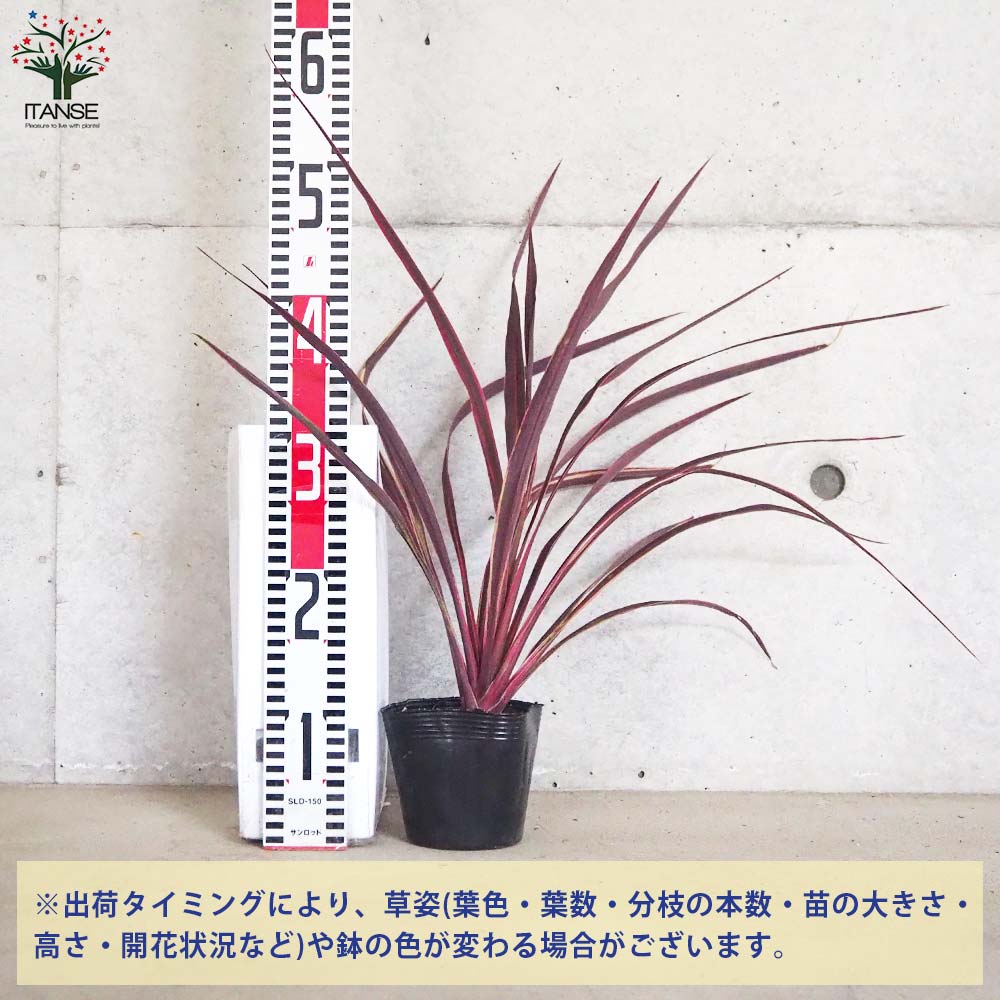 コルディリネ(コルジリネ) バンクシー・エレクトリックピンク【庭木 4号ポット】