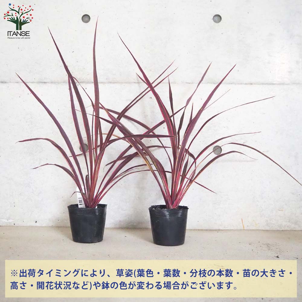 コルディリネ(コルジリネ) バンクシー・エレクトリックピンク【庭木 4号ポット】