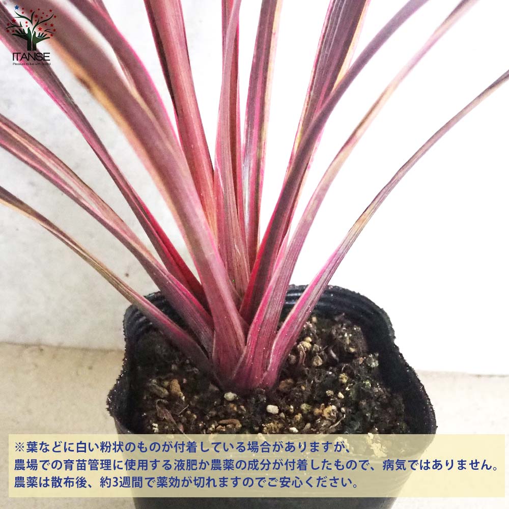 コルディリネ(コルジリネ) バンクシー・エレクトリックピンク【庭木 4号ポット】