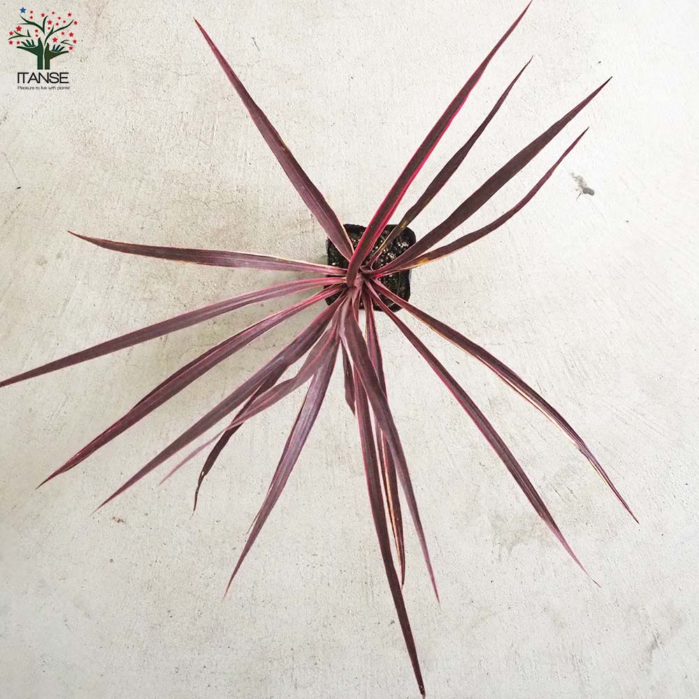 コルディリネ(コルジリネ) バンクシー・エレクトリックピンク【庭木 4号ポット】