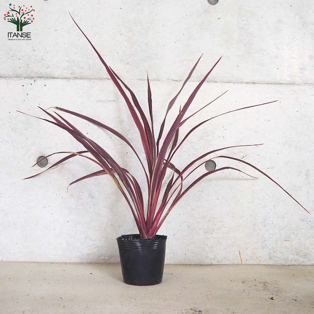 コルディリネ(コルジリネ) バンクシー・エレクトリックピンク【庭木 4号ポット】