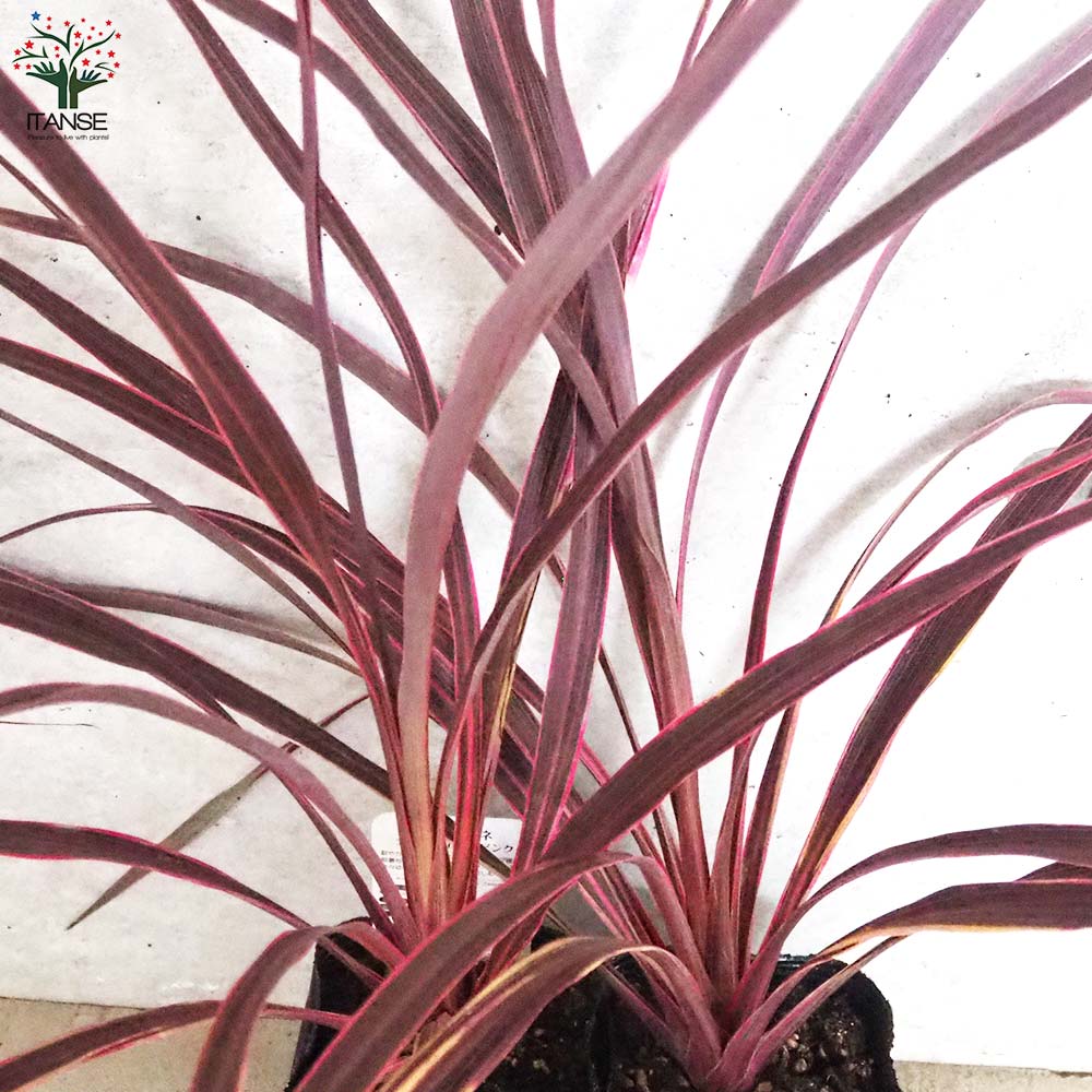 コルディリネ(コルジリネ) バンクシー・エレクトリックピンク【庭木 4号ポット】