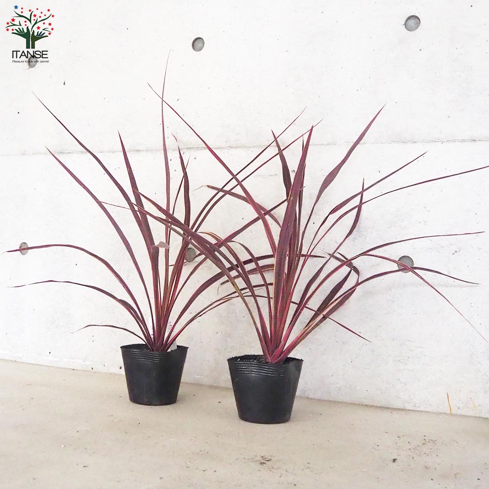 コルディリネ(コルジリネ) バンクシー・エレクトリックピンク【庭木 4号ポット】