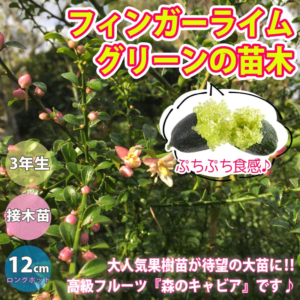 フィンガーライム グリーンの苗木【果樹苗／12cmロングポット接木苗／1個】