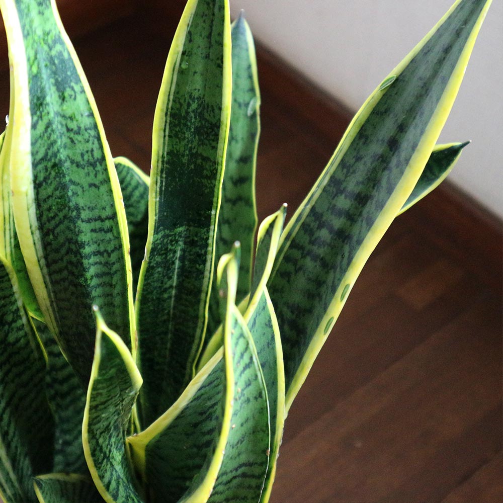 サンセベリア　ローレンティ　1株 楽天市場】観葉植物 サンセベリア ローレンチー 12cmポット 4号