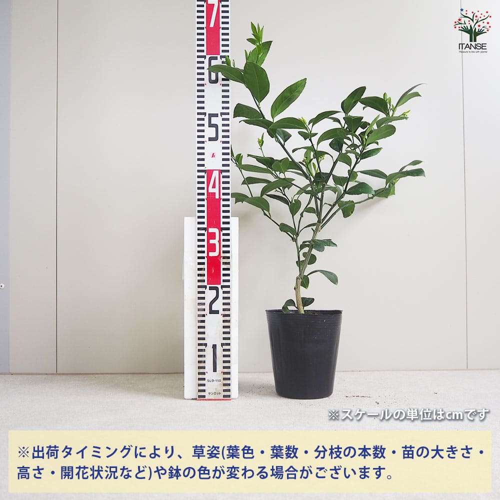 レモンの苗木 ラフマイヤー 【果樹の苗木 5号ポット／1個売り】