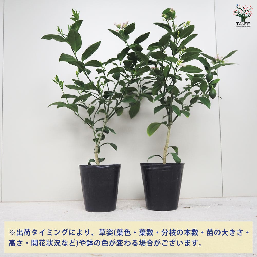 レモンの苗木 ラフマイヤー 【果樹の苗木 5号ポット／1個売り】