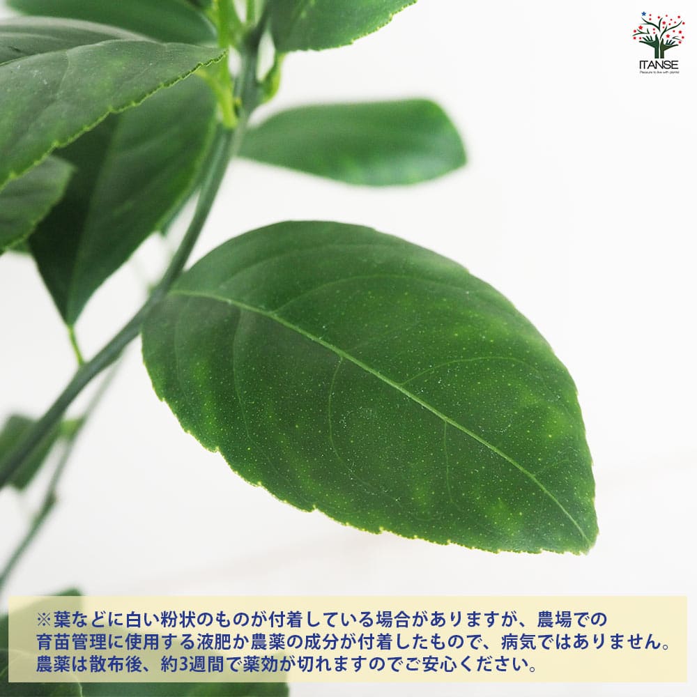 レモンの苗木 ラフマイヤー 【果樹の苗木 5号ポット／1個売り】