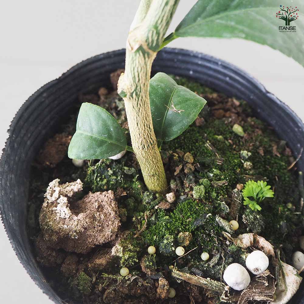 レモンの苗木 ラフマイヤー 【果樹の苗木 5号ポット／1個売り】