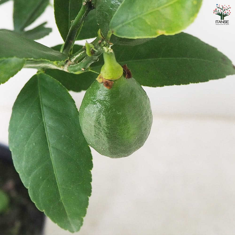 レモンの苗木 ラフマイヤー 【果樹の苗木 5号ポット／1個売り】