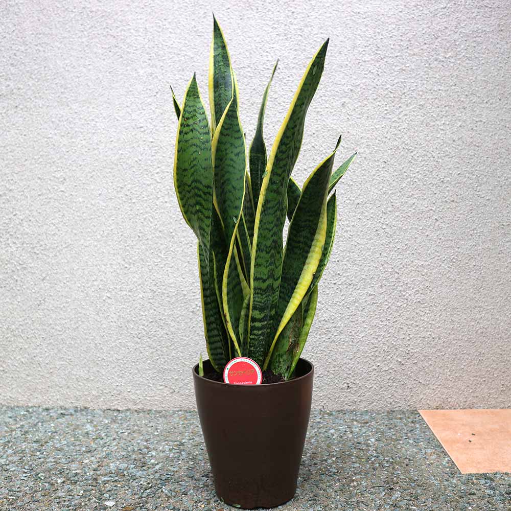 Itanse良品ｾﾚｸﾄ通販