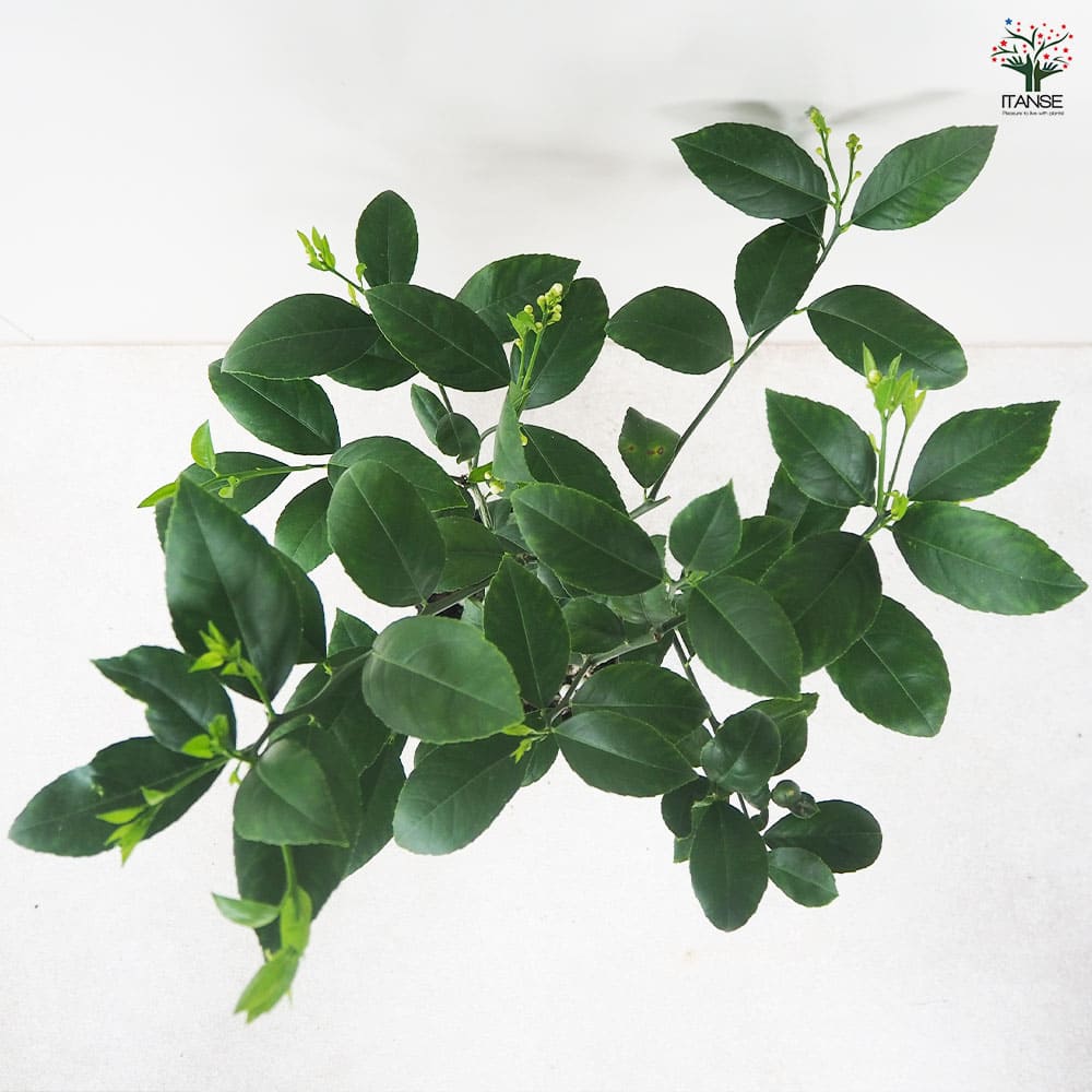 レモンの苗木 ラフマイヤー 【果樹の苗木 5号ポット／1個売り】