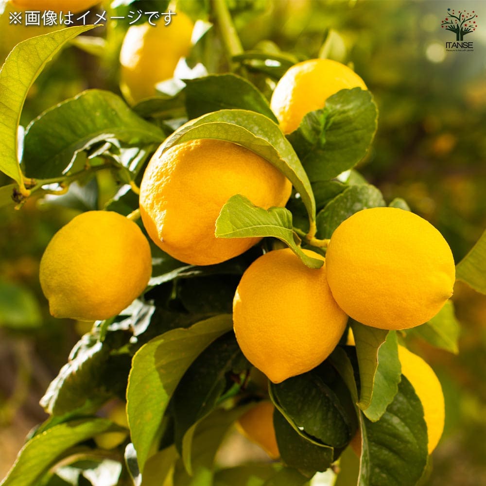 レモンの苗木 ラフマイヤー 【果樹の苗木 5号ポット／1個売り】