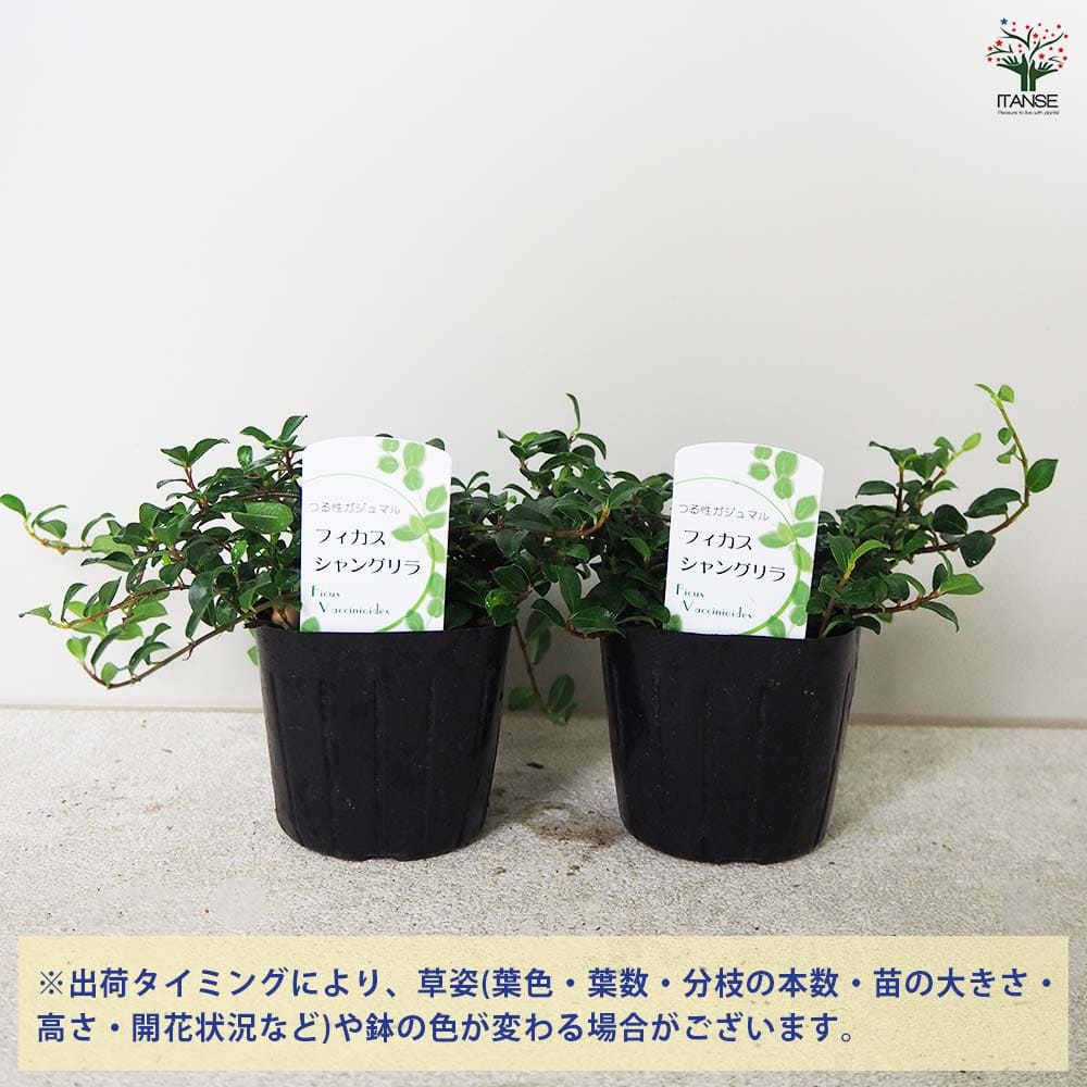 フィカス シャングリラ 【観葉植物 3号ポット】｜ 【植物の