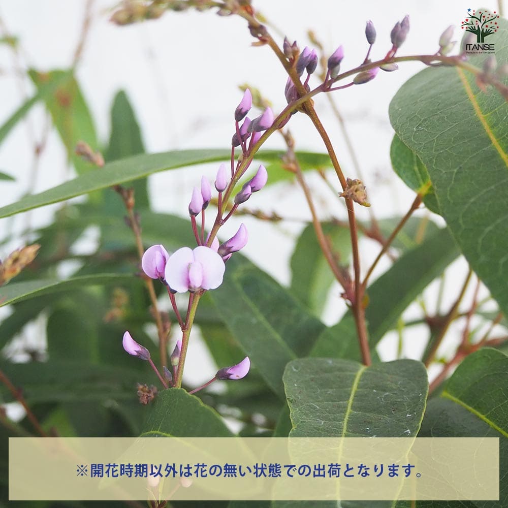 ハーデンベルギア フラミンゴ 【花木苗 5号】｜ 【植物のITANSE