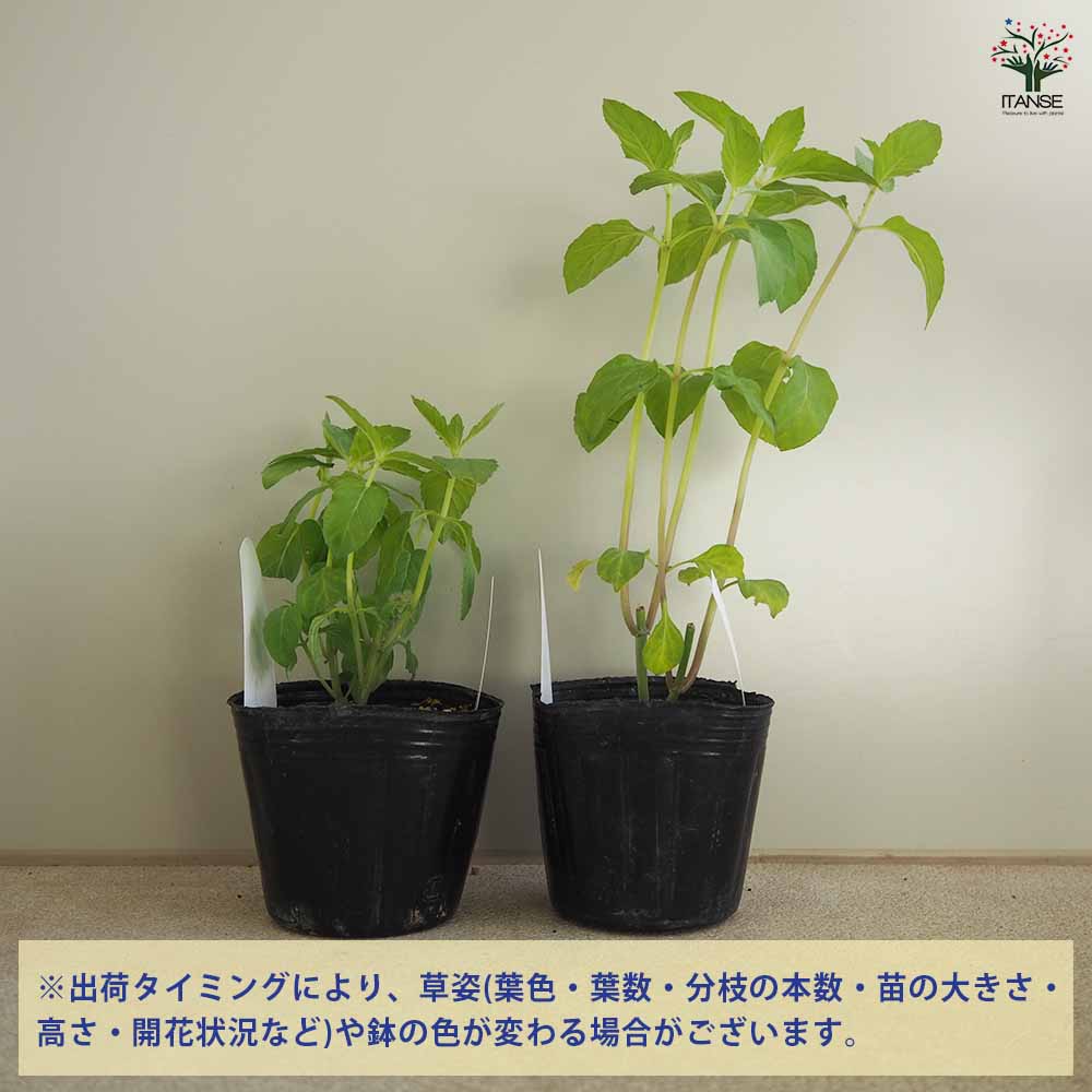 虫よらず 9cm 2個~【忌避ハーブの苗 9cm】