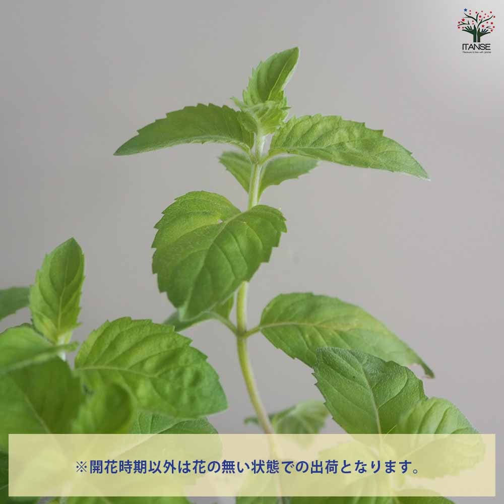 虫よらず 9cm 2個~【忌避ハーブの苗 9cm】