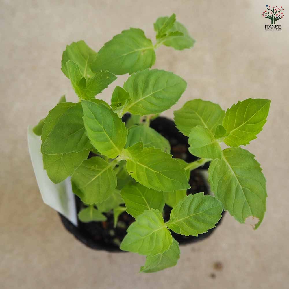 虫よらず 9cm 2個~【忌避ハーブの苗 9cm】