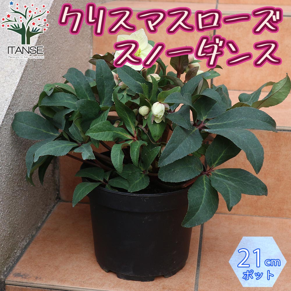 クリスマスローズ HGC スノーダンス【花苗 7号ポット大苗／1個売り】