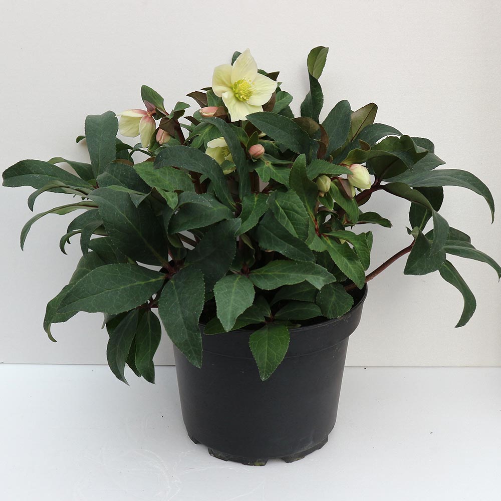 クリスマスローズ HGC スノーダンス【花苗 7号ポット大苗／1個売り】