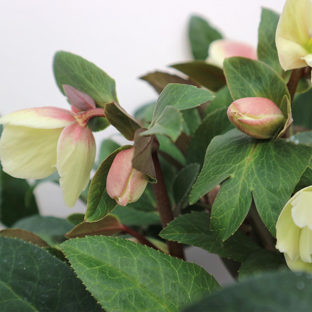 クリスマスローズ HGC スノーダンス【花苗 7号ポット大苗／1個売り】