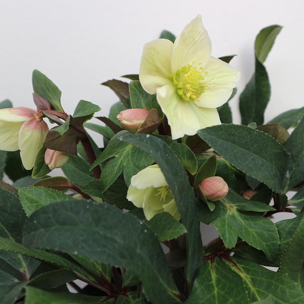 クリスマスローズ HGC スノーダンス【花苗 7号ポット大苗／1個売り】