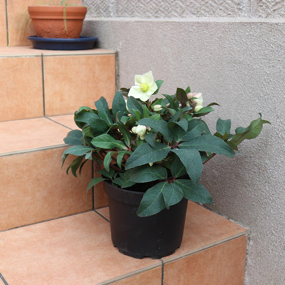 クリスマスローズ HGC スノーダンス【花苗 7号ポット大苗／1個売り】