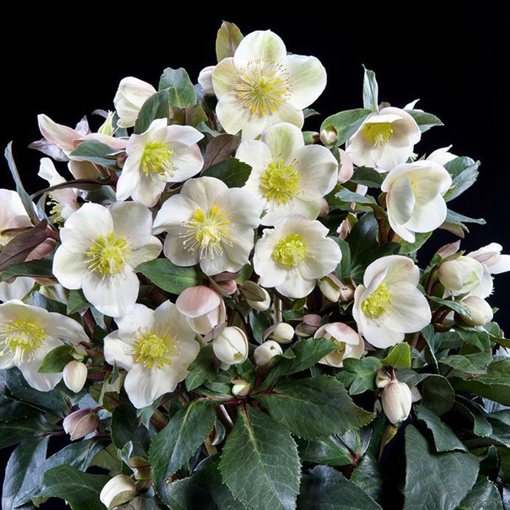 クリスマスローズ HGC スノーダンス【花苗 7号ポット大苗／1個売り】