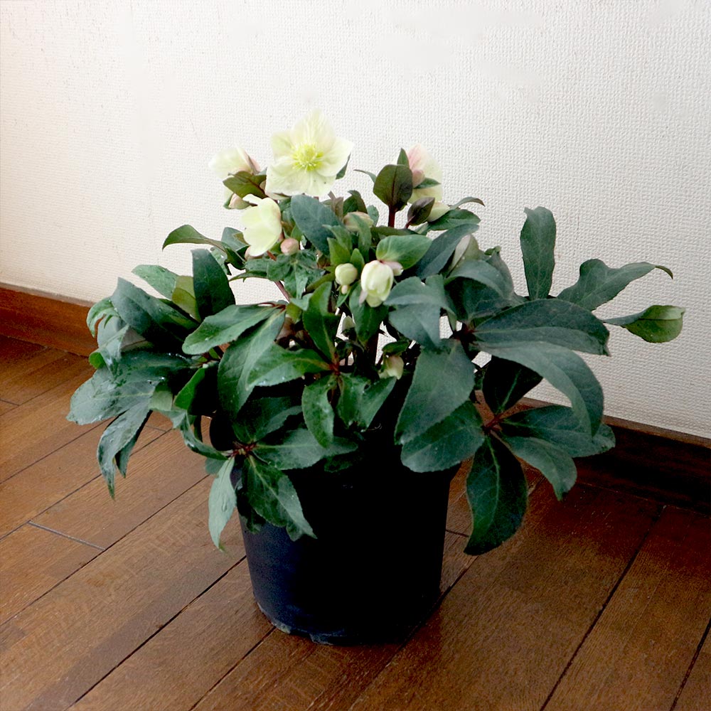 クリスマスローズ HGC スノーダンス【花苗 7号ポット大苗／1個売り】