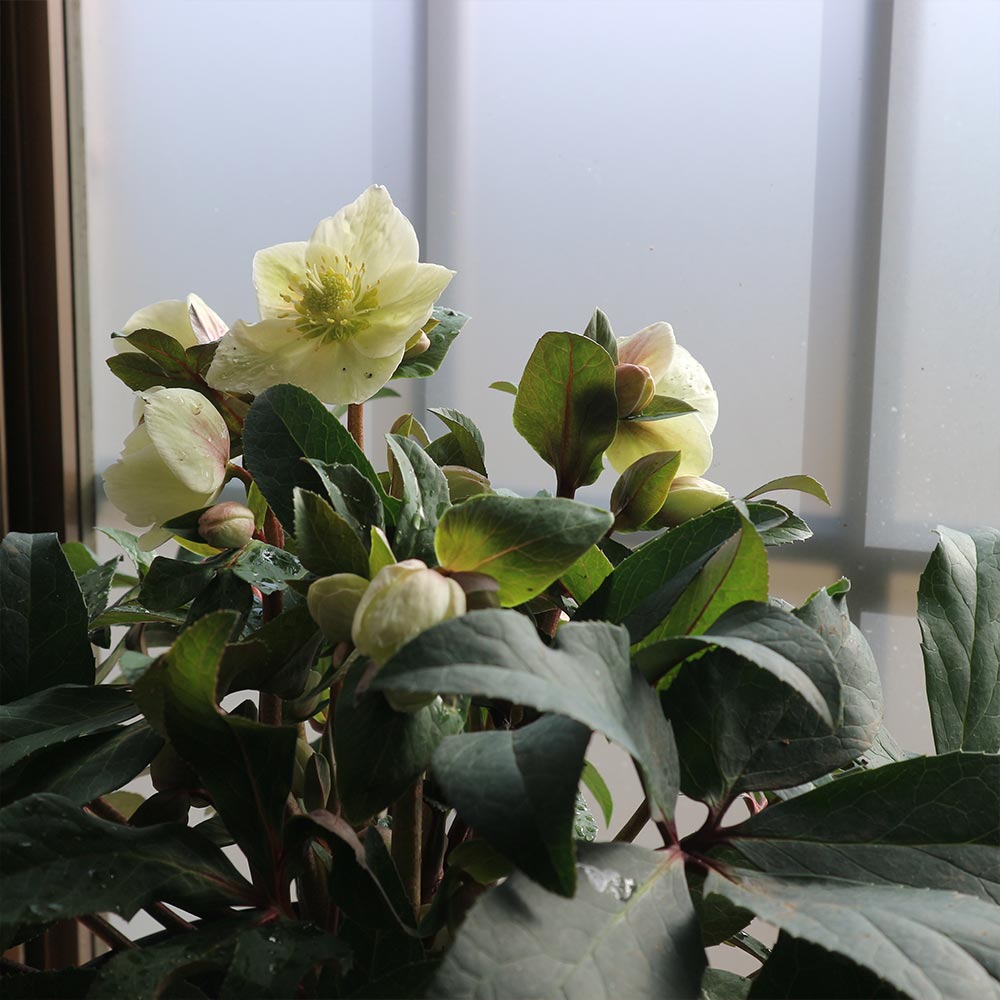 クリスマスローズ HGC スノーダンス【花苗 7号ポット大苗／1個売り】