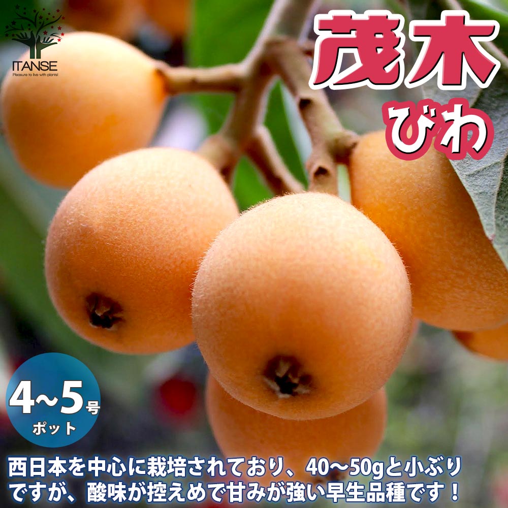 ✳️ びわ苗研究【A1】枇杷育成  #びわ樹形低く• わき芽　枝の接木　ap園芸 びわ苗」の人気商品一覧 | 安い商品を通販サイトから探す - 価格.com