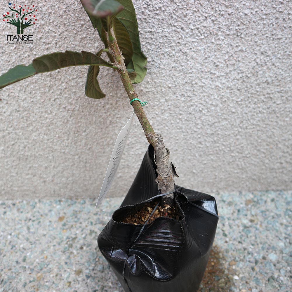 ビワの苗木 茂木【果樹苗／12～15cmポット接木苗／1個売り】｜ 【植物