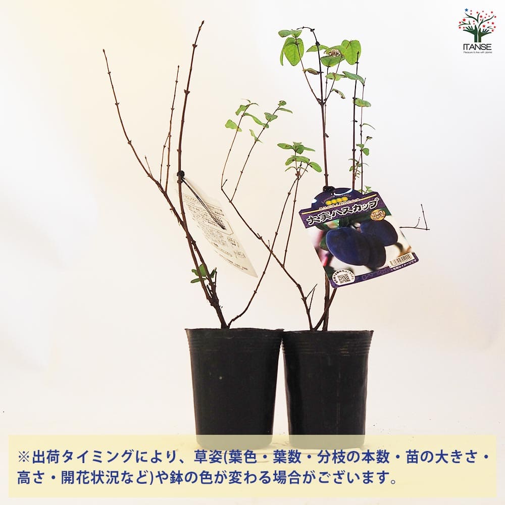 ベリーの苗木 大実ハスカップ 【果樹の苗木 4.5号ポット／1個売り