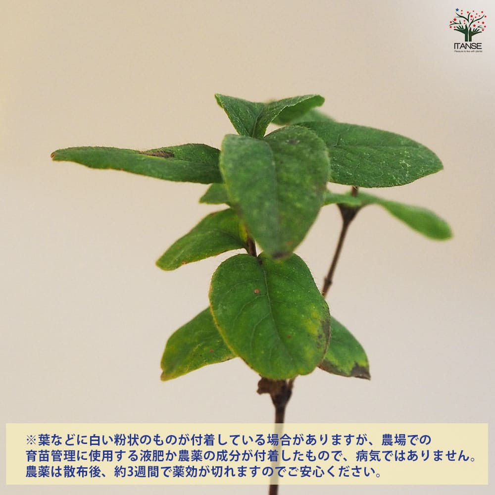 ベリーの苗木 大実ハスカップ 【果樹の苗木 4.5号ポット／1個売り