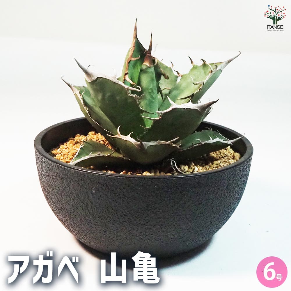 アガベ 山亀 【多肉植物 6号鉢／1個売り】｜ 【植物のITANSE