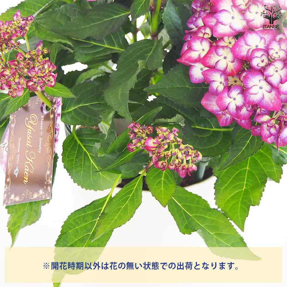 アジサイ 花模様 パープル 【花木苗 5号／1個売り】｜ 【植物の
