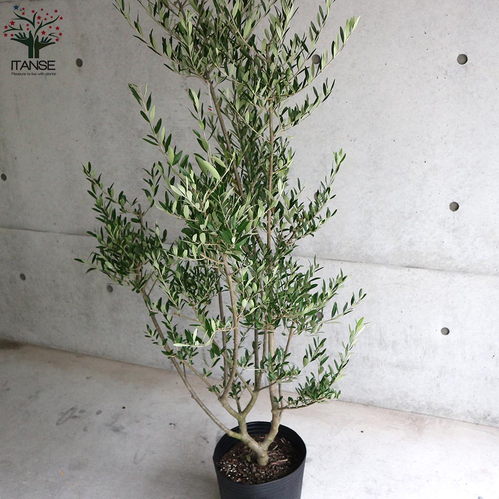 Itanse良品セレクト通販 Itanse良品セレクト通販