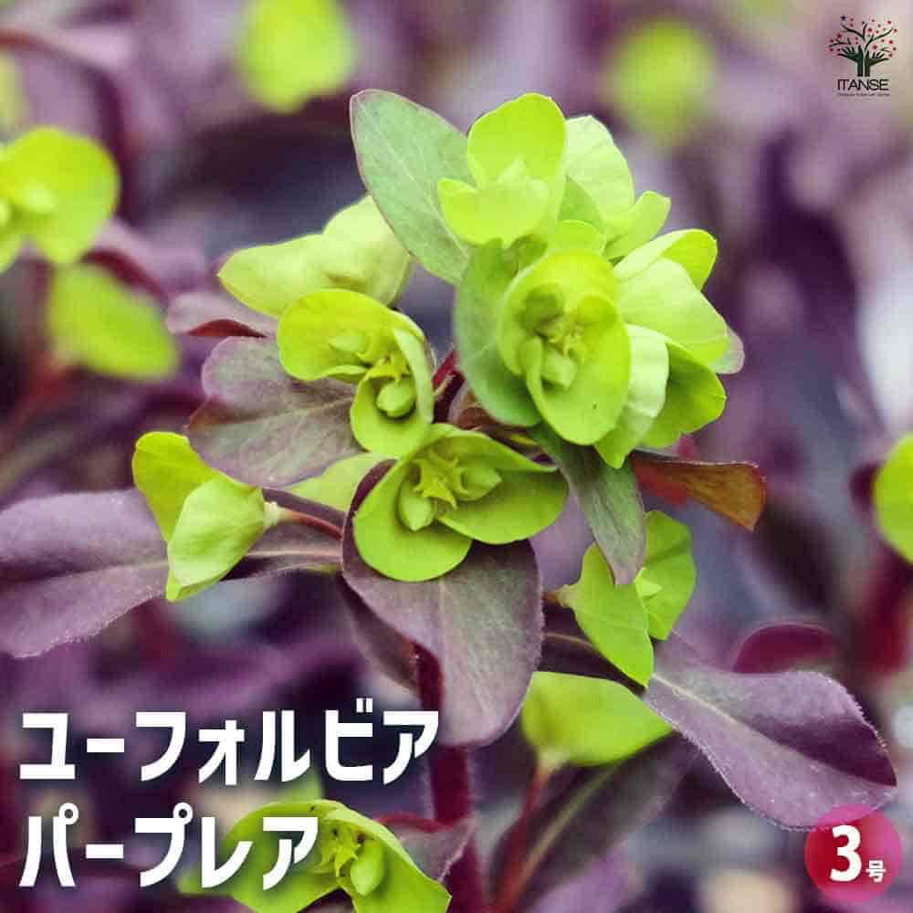 ユーフォルビア パープレア 【花木苗 3号】｜ 【植物のITANSE
