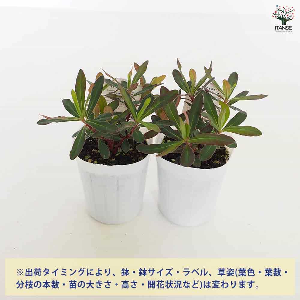 ユーフォルビア パープレア 【花木苗 3号】｜ 【植物のITANSE