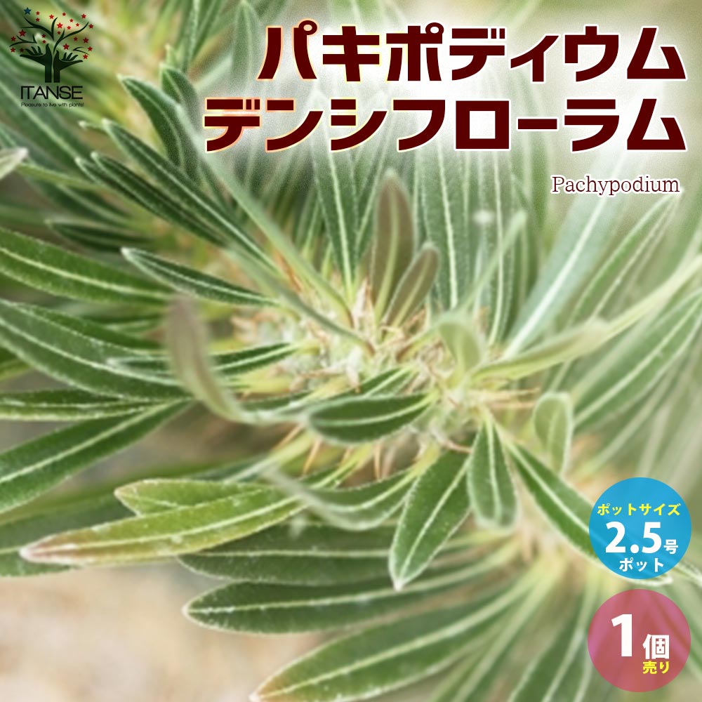 パキポディウム デンシフローラム【観葉植物 2.5号ミニサイズ 塊根植物