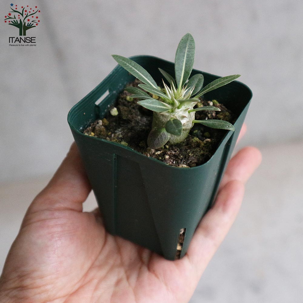 パキポディウム　デンシフローラム　塊根植物 楽天市場】パキポディウム デンシフローラム 塊根植物 3.5号