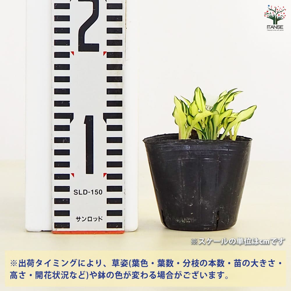 ホスタ(ギボウシ) 涼風(すずかぜ) 【花苗 3号】｜ 【植物の